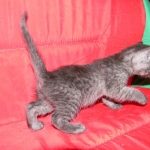 Savannah, smoke, female, dob 10-15-15