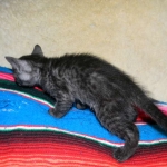 Savannah, smoke, female, dob 10-15-15