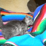 Savannah, smoke, female, dob 10-15-15