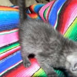 Savannah, smoke, female, dob 10-15-15