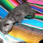 Savannah, smoke, female, dob 10-15-15