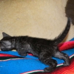 Savannah, smoke, female, dob 10-15-15