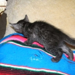 Savannah, smoke, female, dob 10-15-15