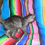 Olivia, Savannah, smoke, female, dob 10-15-15