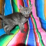 Olivia, Savannah, smoke, female, dob 10-15-15