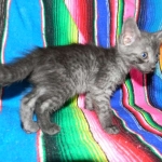 Olivia, Savannah, smoke, female, dob 10-15-15