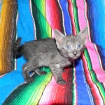 Olivia, Savannah, smoke, female, dob 10-15-15