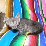 Olivia, Savannah, smoke, female, dob 10-15-15
