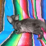 Olivia, Savannah, smoke, female, dob 10-15-15