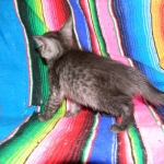 Olivia, Savannah, smoke, female, dob 10-15-15