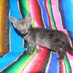 Olivia, Savannah, smoke, female, dob 10-15-15