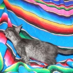 Olivia, Savannah, smoke, female, dob 10-15-15