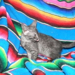 Olivia, Savannah, smoke, female, dob 10-15-15