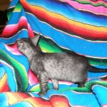 Olivia, Savannah, smoke, female, dob 10-15-15