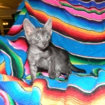 Olivia, Savannah, smoke, female, dob 10-15-15