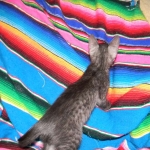 Olivia, Savannah, smoke, female, dob 10-15-15