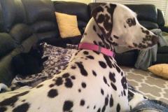 Maleficent Savannah F-6A Black on Black female DOB 9-29-14