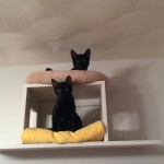 Guinness and Maleficent in boxes
