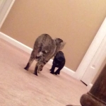 MAleficent meeting new friend