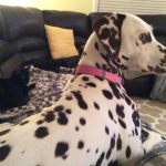 Maleifcant and freind