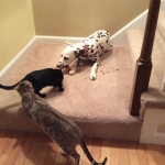 Malificent and new friends