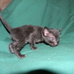 Savannah F-6A Black on Black female DOB 9-29-14 001-800