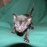 Savannah F-6A Black on Black female DOB 9-29-14 003-800
