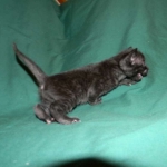 Savannah F-6A Black on Black female DOB 9-29-14 005-800