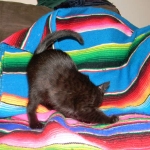 Savannah, F-6A female