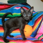 Savannah, F-6A female