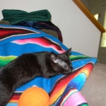 Savannah, F-6A female