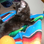 Savannah, F-6A Black on Black DOB 5-14-15