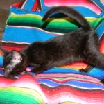 F-6A savannah, Black on Black DOB 5/14/15