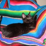 F-6A savannah, Black on Black DOB 5/14/15