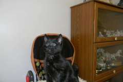 Maximus Savannah F-6A Black on Black male #1 DOB 10-20-14