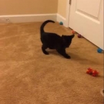 Maximus Savannah Male Playing