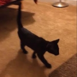 Maximus Savannah Male Playing 1-15