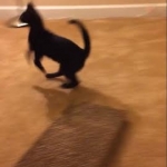 Maximus Savannah Male Playing 1-15
