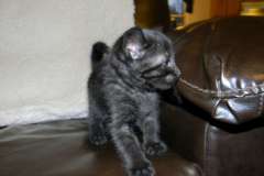 Quincy Savannah F-6A Black on Black Male #2 DOB 10-20-14