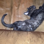 Quincey lounging