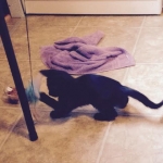Quincy a
