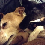 Quincy and dogb