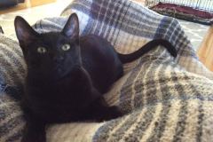 Guinness Savannah F-6A Black on Black Male DOB 9-29-14