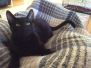 Guinness Savannah F-6A Black on Black Male DOB 9-29-14