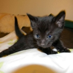 Savannah Kitten, Guinness, Black on Black
