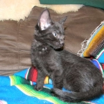 Savannah Kitten, Guinness, Black on Black