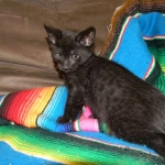 Savannah Kitten, Guinness, Black on Black