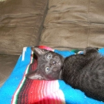 Savannah Kitten, Guinness, Black on Black