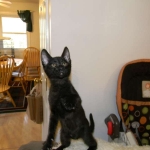 Savannah Kitten, Guinness, Black on Black