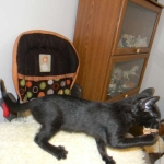 Savannah Kitten, Guinness, Black on Black